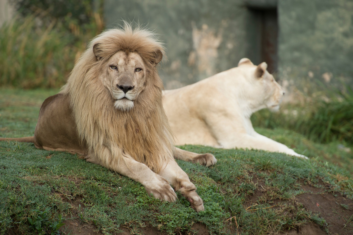 Zoologico de Guadalajara