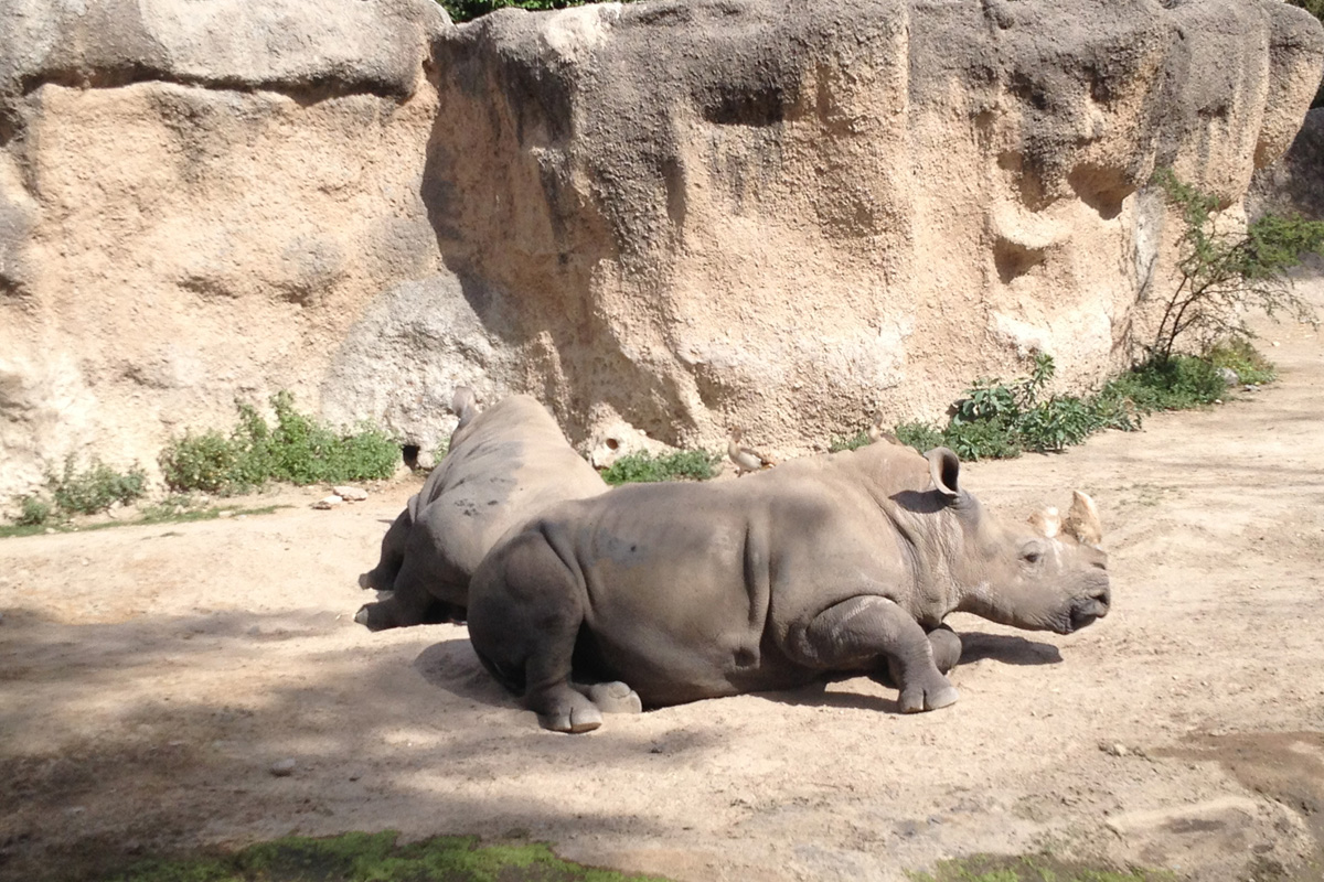 Zoologico de Guadalajara
